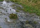 Foul smelling waste water discharge at new estate 