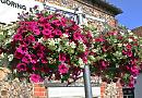 On their way... hanging baskets built to last