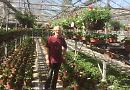 Garden centres and plant growers fight for survival
