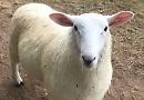Farmer urges dog owners to protect sheep