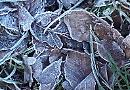 Dry, frosty month