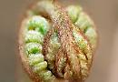 Fiddleheads