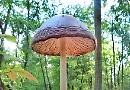 Woodland toadstools