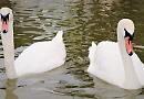 Bird flu outbreaks ‘getting worse’, says swan marker 