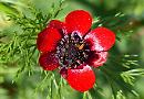 Farming Matters: Hedges helping us and wildlife