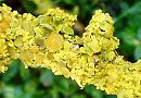 Up close and personal with lichens