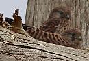 Kestrels return