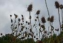 Seeding teasels