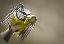 Berkshire, Buckinghamshire and Oxfordshire Wildlife Trust