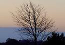 Support for trees