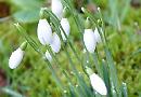 Snowdrops and aconites