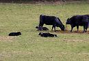 Newborn calves