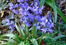 Bluebell walk