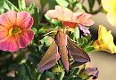 Elephant hawk moth