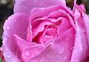 Lovely roses