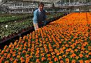 Baskets supplier grows marigolds for the Palace