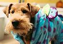 Terrier is tops as dogs take to catwalk for Halloween