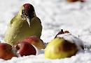 Berkshire, Buckinghamshire & Oxfordshire Wildlife Trust
