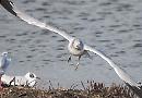 Reading RSPB Group