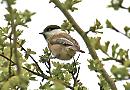 Reading RSPB Group 