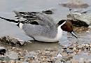 Reading RSPB Group