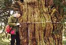 Descendant of baronetcy who looks after our trees