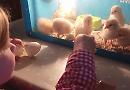 Chick and treat
