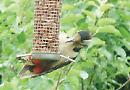 Breakfast with a woodpecker