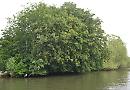 Council threatens to seize ownership of untidy Thames island