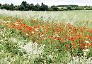A sea of poppies