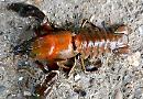 Mystery killer leaves hundreds of crayfish dead in Thames