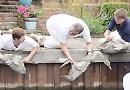Swan population on the up with more cygnets on river