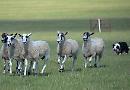 TV presenter and Mayor among crowds at sheepdog trials