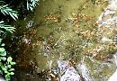 Mystery unresolved as more dead crayfish found in Thames