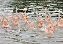 Synchronised swimmers congratulate couple