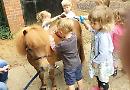Horsing about
