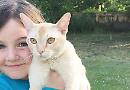 Cat loses leg after shooting
