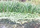 Thames weed menace spreads