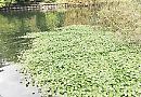 Good start but you must do more to get rid of river weed