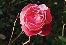 Unseasonal blooms