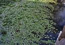 We must stop river invader