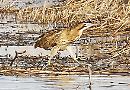 Reading RSPB Group