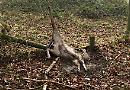 National Trust vote on barbed wire ban