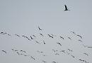 Reading RSPB Group