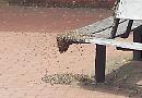 Bench rest for bees