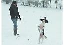 Top Dog? Scout