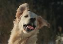 Top Dog hopeful Alfie's bursting with energy