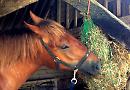 Farmyard fun at Chalkhouse Green Farm open day