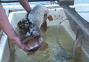 Fish get electric shocks for survey