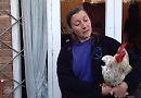 Noisy cockerel is spared the chop